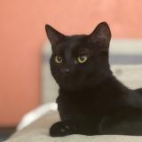 Photo de chat perdu à Santa Rosa