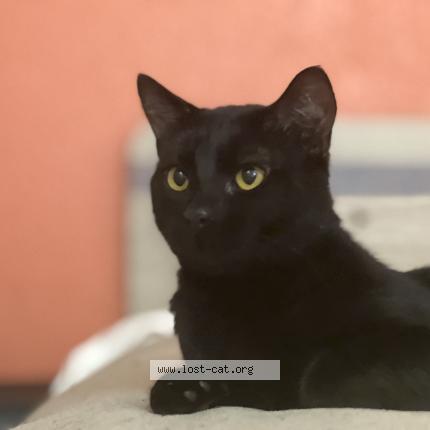 Photo 1/1 Mousey Chat perdu à Santa rosa