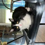 Photo de chat perdu à Le Rheu