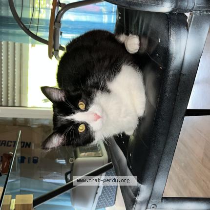 Photo 1/1 Martin BEBE Chat perdu à Le rheu