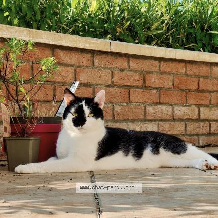 Photo 1/1 Chat retrouvé Perdu à Achicourt