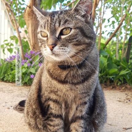 Photo 1/1 Chat retrouvé Perdu à Longwy