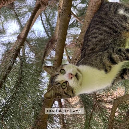 Photo 1/1 Lupin Chat perdu à Saint vit