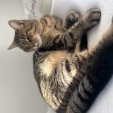 Photo de chat perdu à Limoges