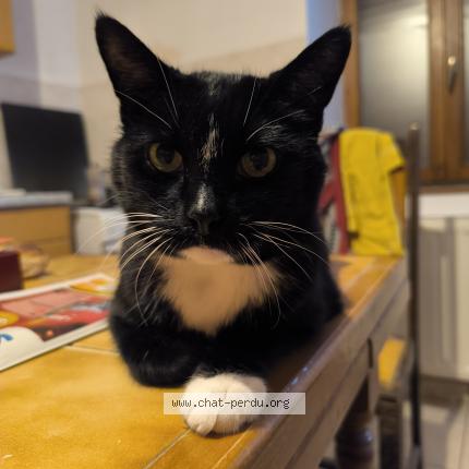 Photo de chat perdu à Luriecq