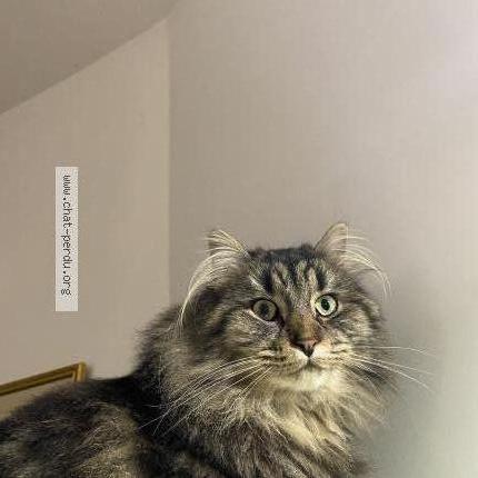 Photo de chat perdu à Pantin