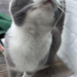 Photo de chat trouvé à Machelen