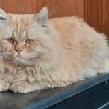 Photo de chat perdu à Bismillah Housing Scheme Lahore