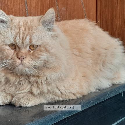 Photo 1/1 Simba Chat perdu à Bismillah housing scheme lahore