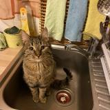 Photo de chat perdu à Vitry Sur Seine