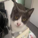 Photo de chat perdu à Fleury Sur Orne 14123