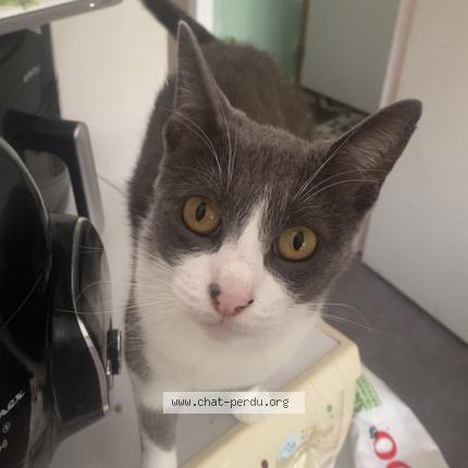 Photo 1/1 P&ocirc; Chat perdu à Fleury sur orne 14123