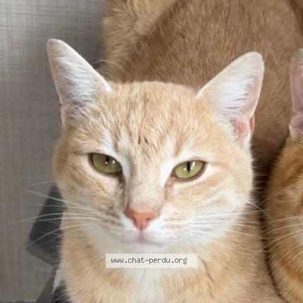 Photo 1/1 Aice Chat perdu à Craon