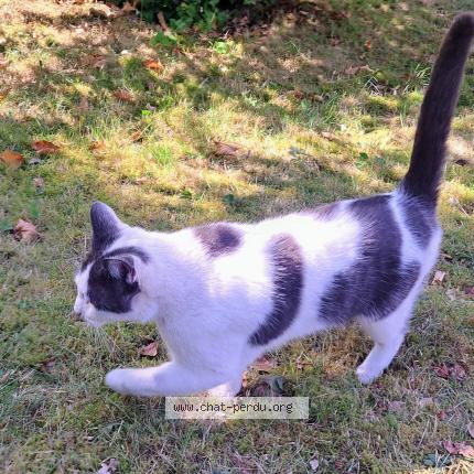 Photo 1/1 Chat retrouvé Perdu à Ottignies