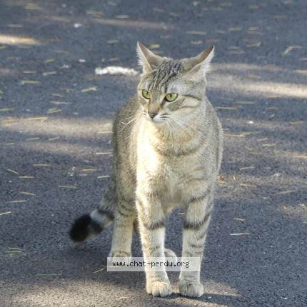 Photo 1/1 Java Chat perdu à Vineuil