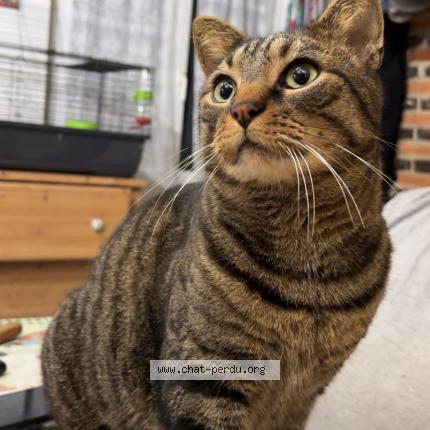 Photo 1/1 Ratatouille Chat perdu à Bosc le hard