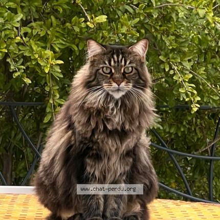 Photo 1/1 Chanel Chat perdu à La cadiere d azur