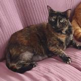 Photo de chat perdu à Tonnay Charente