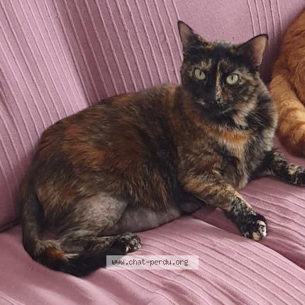 Photo 1/1 Chat retrouvé Perdu à Tonnay charente