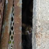 Photo de chat trouvé à Lille