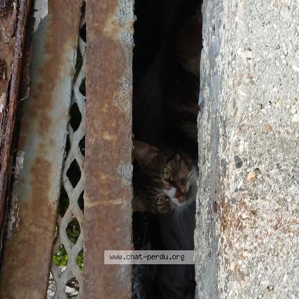 Photo 1/1 Chat trouvé Trouvé à Lille