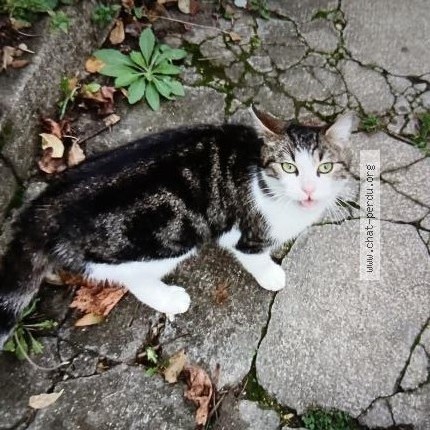 Photo 1/1 Chat trouvé Trouvé à Tessancourt Sur Aubette
