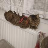 Photo de chat perdu à Saint Pierre Des Corps