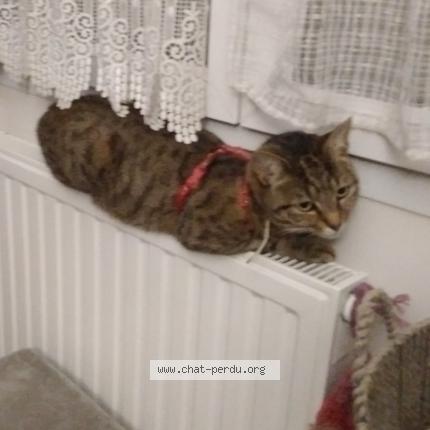 Photo 1/1 Ciboulette Chat perdu à Saint pierre des corps