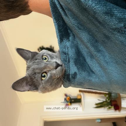 Photo 1/1 Chat trouvé Trouvé à Montpellier