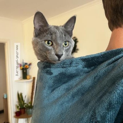 Photo 1/1 Chat trouvé Trouvé à Montpellier