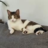 Photo de chat perdu à Cerelles