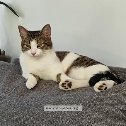 Photo 1/1 WALDO Chat perdu à Cerelles