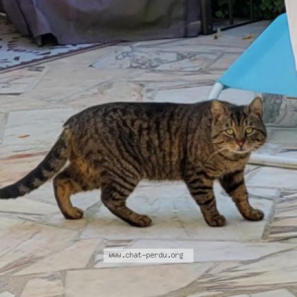 Photo 1/1 Chat trouvé Trouvé à Vernouillet