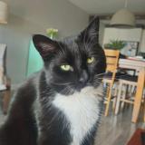 Photo de chat perdu à Quebec