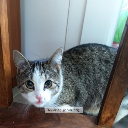 Photo 1/1 Chat trouvé Trouvé à Sassenage 38360