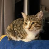 Photo de chat perdu à Boussy Saint Antoine