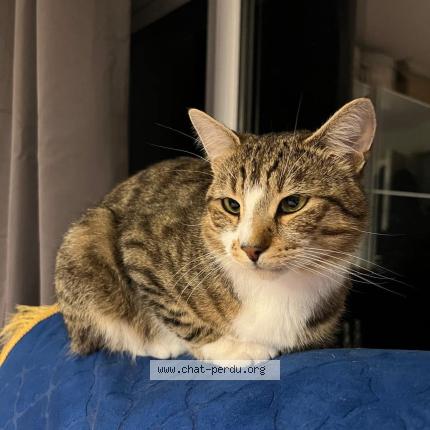 Photo 1/1 Milo Chat perdu à Boussy saint antoine