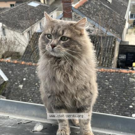 Photo 1/1 Billy Chat perdu à Trelaze