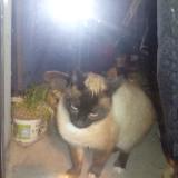 Photo de chat trouvé à St Etienne