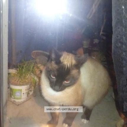 Photo 1/1 Chat trouvé Trouvé à St etienne