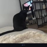 Photo de chat perdu à Marseille