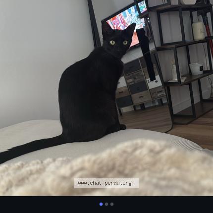 Photo 1/1 Messi Chat perdu à Marseille