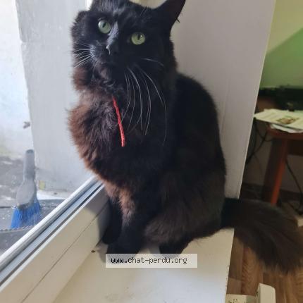 Photo 1/1 Chat retrouvé Perdu à Calais