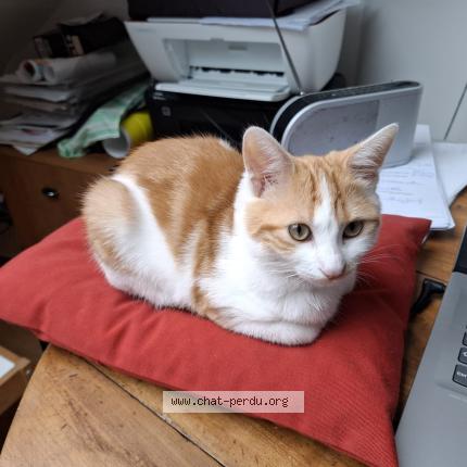 Photo 1/1 Poupi Chat perdu à Rennes