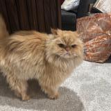 Photo de chat perdu à Henderson