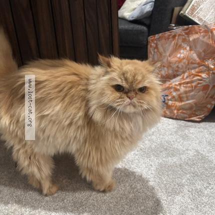 Photo 1/1 Phi phi Chat perdu à Henderson