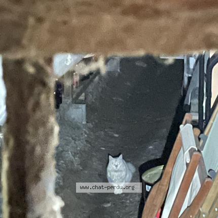 Photo 1/1 Chat trouvé Trouvé à Nancy