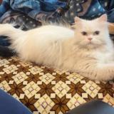 Photo de chat perdu à Islamabad