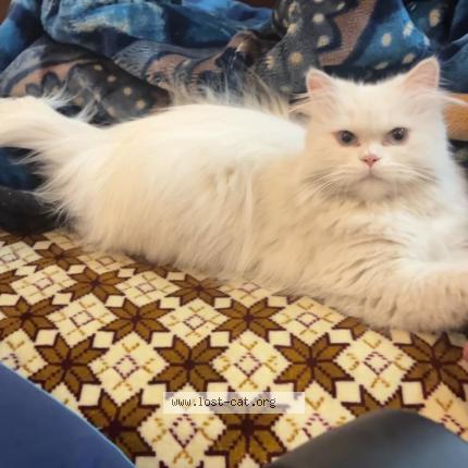 Photo 1/1 Beba Chat perdu à Islamabad