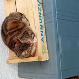 Photo de chat perdu à Biarritz